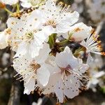 Prunus spinosa Blüte