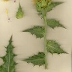 Carthamus arborescens Otro