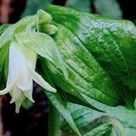 Prosartes smithii Cvet