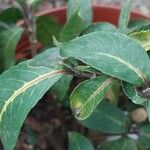 Sanchezia oblonga Leaf