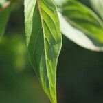 Oenothera pycnocarpa برگ