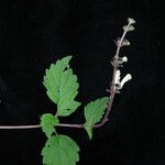 Scutellaria grossa Habit
