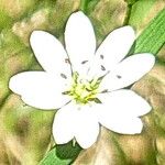 Stellaria graminea फूल