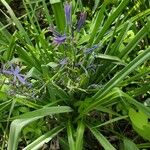 Camassia cusickii Flower