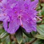 Rhododendron impeditum Floare