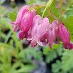 Dicentra formosa 花