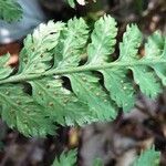 Dryopteris dilatata Autre