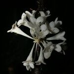 Phaleria capitata Blüte