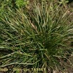 Carex hordeistichos Habitus