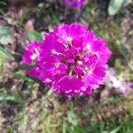 Primula denticulata Flower