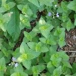 Veronica americana ഇല