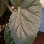 Begonia minor Leaf