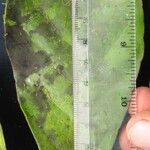 Dendropanax caucanus Leaf