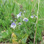 Veronica serpyllifolia Hábito