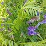 Vicia cracca Blad