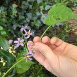 Solanum dulcamaraFlor