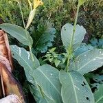 Canna × hybrida Habitus