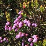 Phyllodoce caerulea Blüte