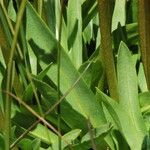 Primula jeffreyi Leaf