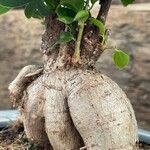 Ficus microcarpa Bark