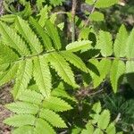 Sorbus aucupariaFuelha