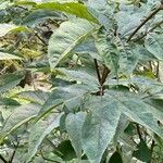 Sambucus racemosa Leht