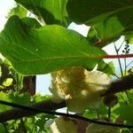 Actinidia deliciosa Diğer