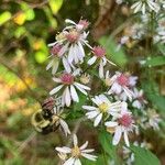 Symphyotrichum cordifoliumBlomst