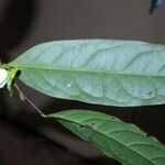 Diospyros bipindensis Hoja