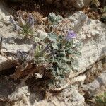 Campanula topaliana Habit