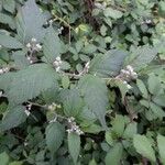 Rubus questieri Flower