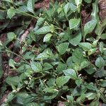 Microtea debilis Habitus