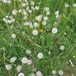 Taraxacum erythrospermum 叶