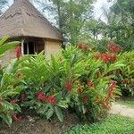 Alpinia purpurata Flower
