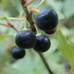 Rhamnus alpina Fruit