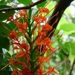 Hedychium coccineum Цвят