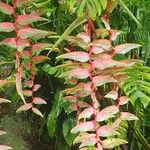 Heliconia chartacea Floro