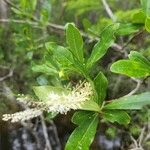 Cyrilla racemiflora Leaf