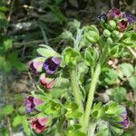 Cynoglossum officinale Cortiza