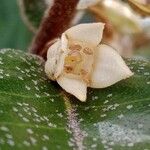 Elaeagnus × submacrophylla Floro