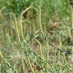 Ambrosia bidentata Habit