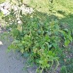 Itea ilicifolia Агульны выгляд