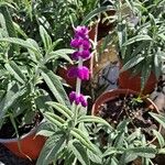 Salvia leucantha Flor