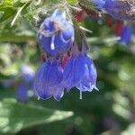 Symphytum asperum Flower