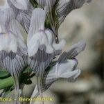 Linaria verticillata Flower