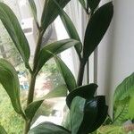 Zamioculcas zamiifolia Fuelha