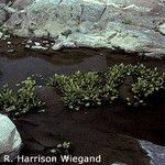 Echinodorus cordifolius Habitus