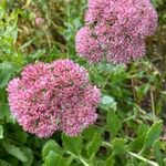Hylotelephium telephium Fula