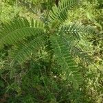 Amorpha canescens Blad