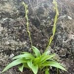 Habenaria tridactylites Hoja